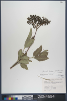 Herbarium Specimen Sheet 4554