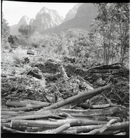 Start of road-clearing work near South Entrance Station, felled ailanthus trees screening campground.