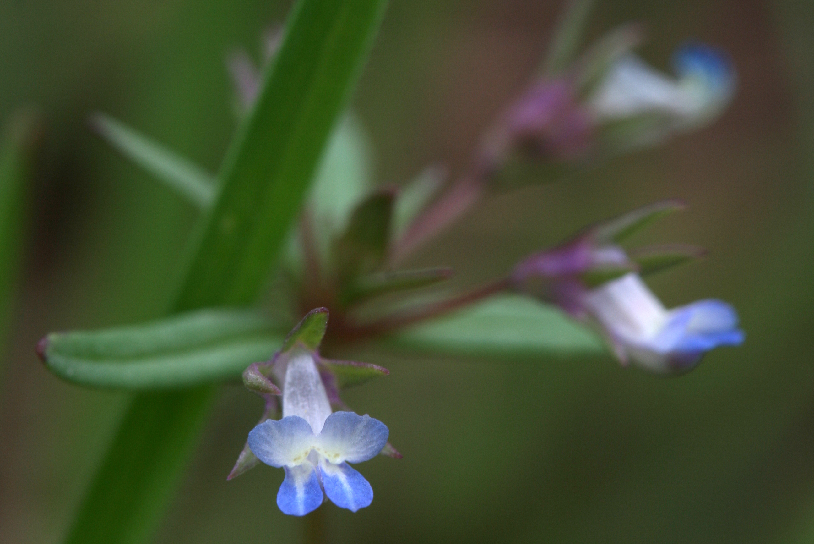 Collinsia parviflora, Blue-eyed Mary