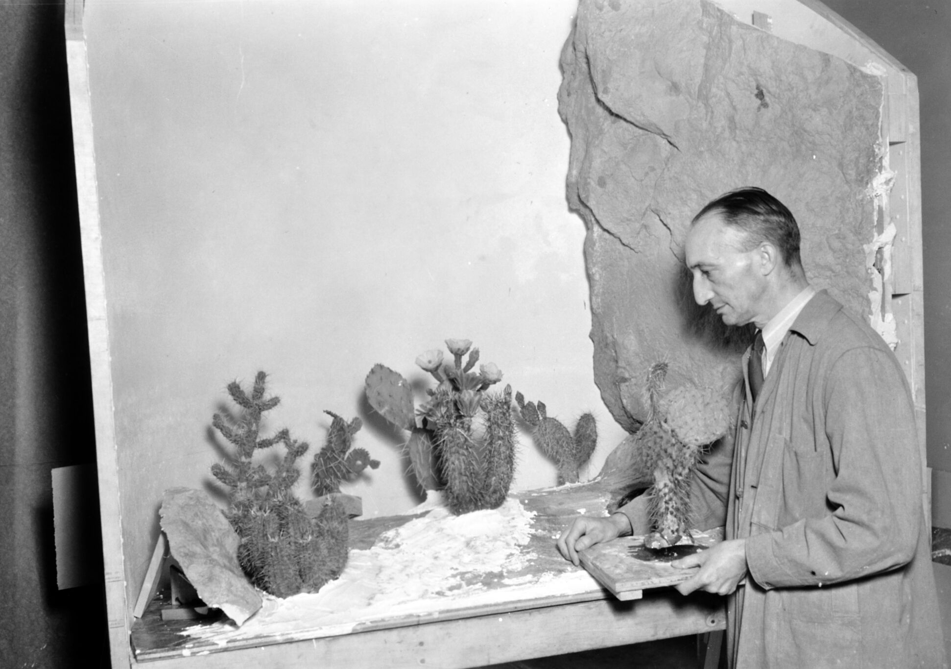Western Museum Laboratory (WML) employee R. Belmont working on the Zion Museum's cactus diorama exhibit.