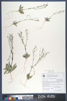 Herbarium Specimen Sheet 16351