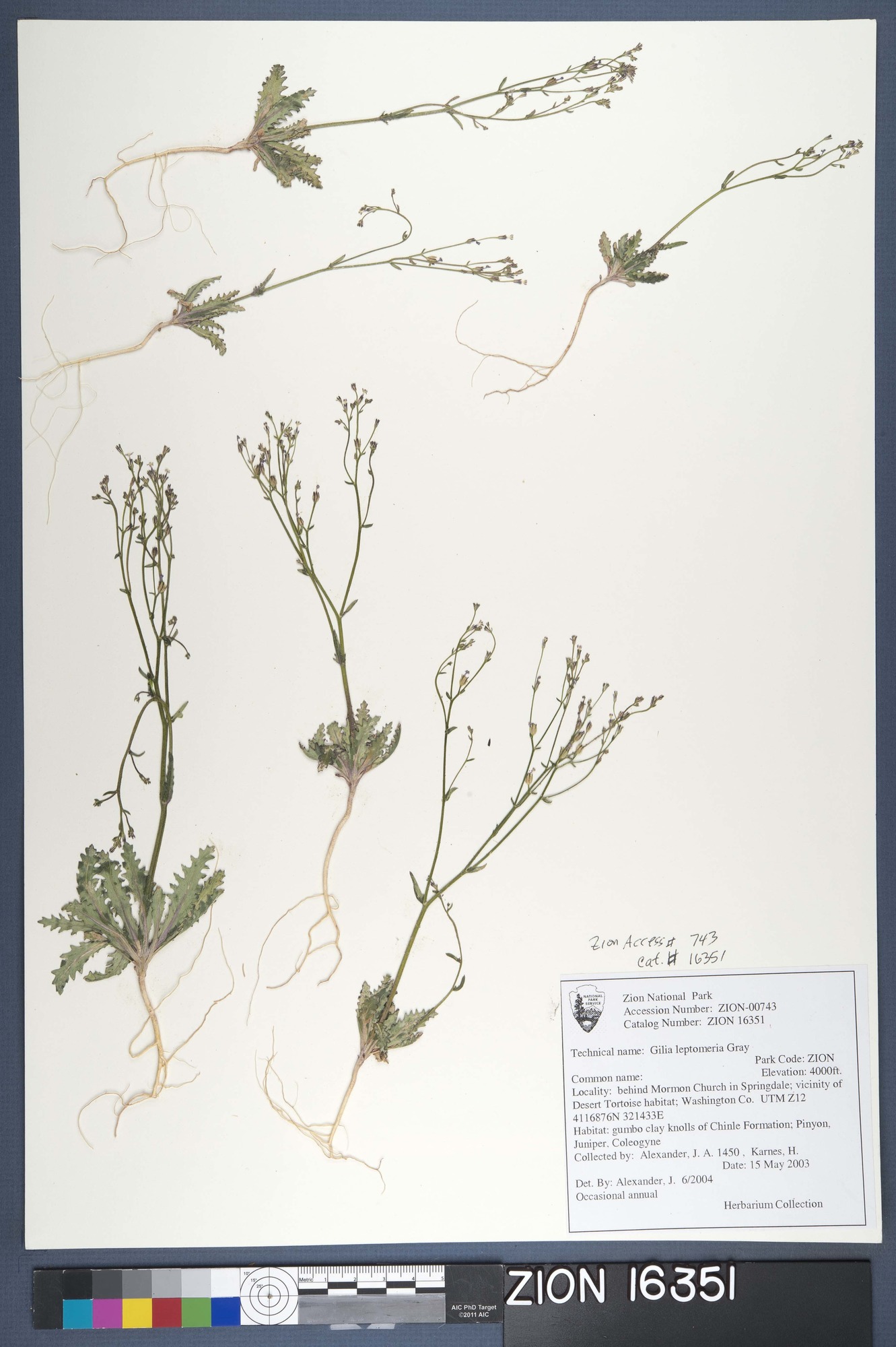 Herbarium Specimen Sheet 16351
