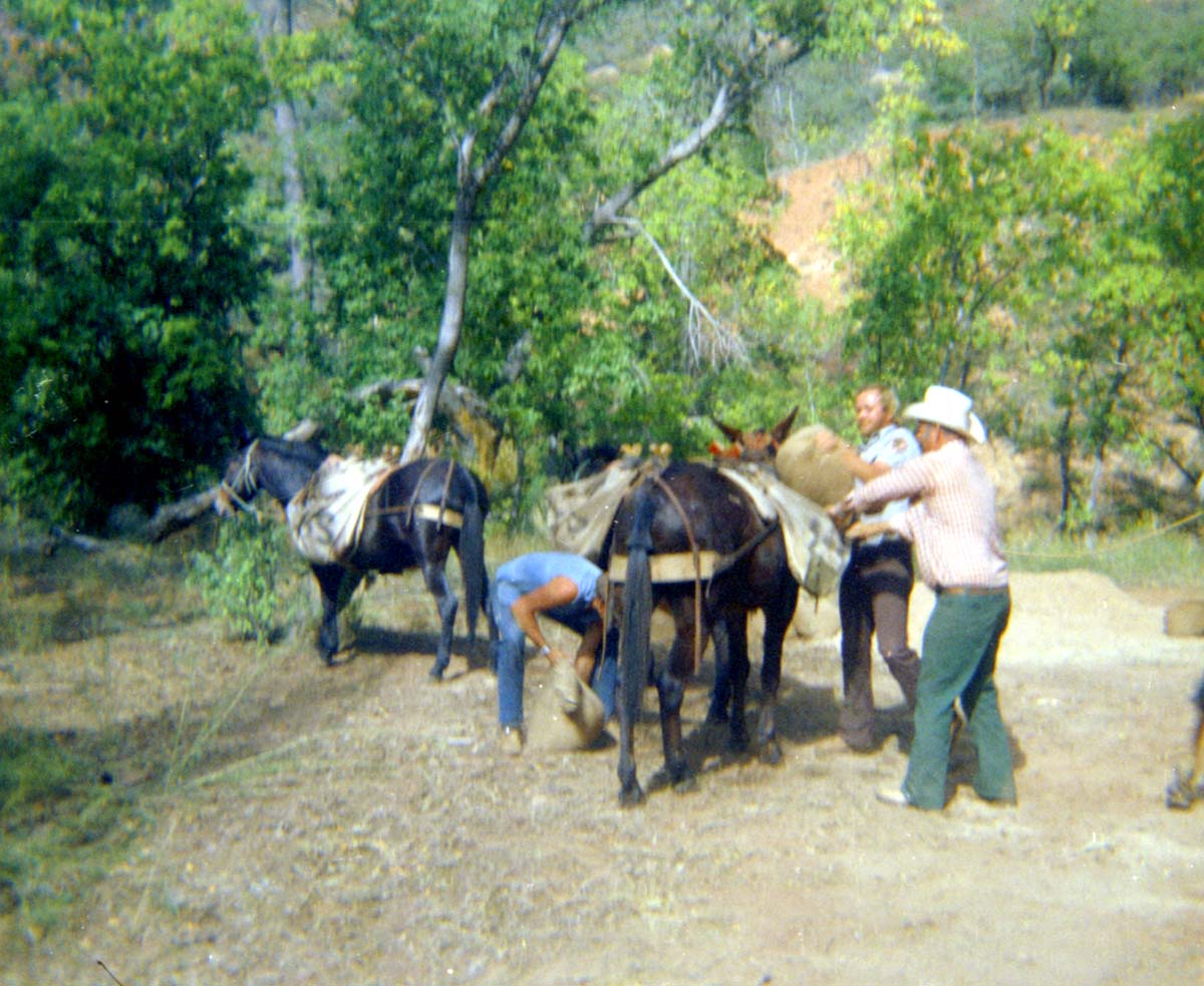 Horse pack-train heading for the East Rim for trail maintenance work.