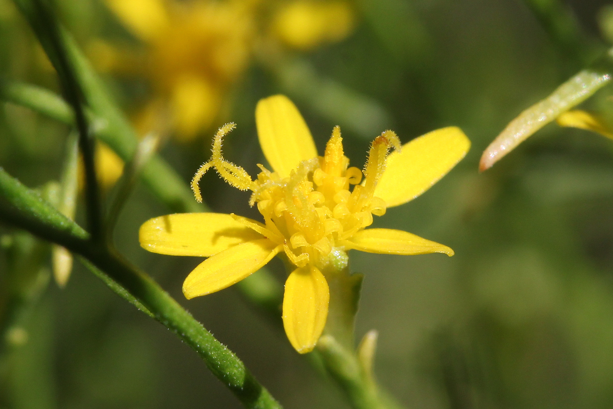 Gutierrezia sarothrae, Broom snakeweed