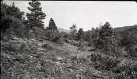 Overgrazed area in Potato Hollow, typical hillside in area.