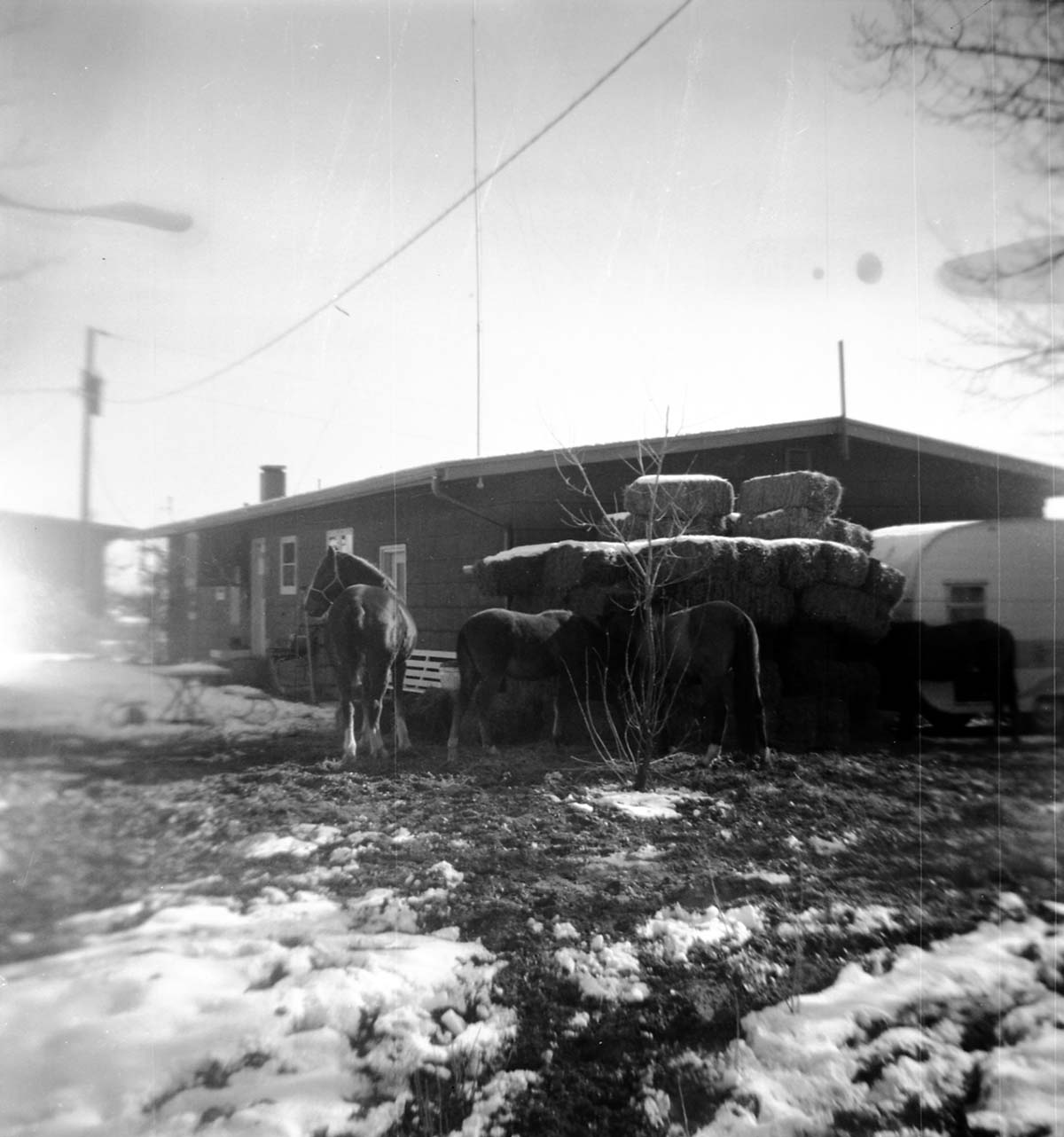 BW Photos of the horses and horse corral at Pipe Spring.