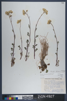 Herbarium Specimen Sheet 4927