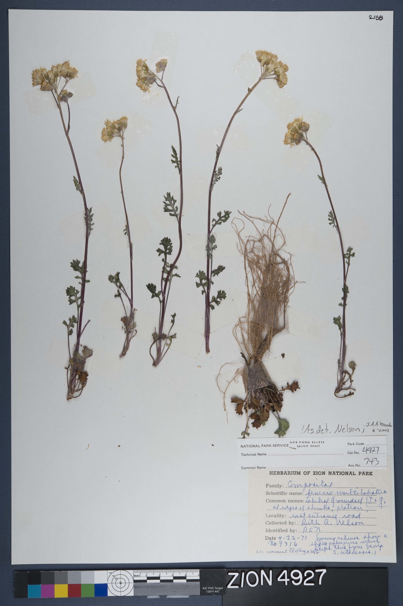 Herbarium Specimen Sheet 4927