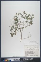 Herbarium Specimen Sheet 4563