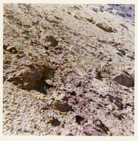 Color photo of the completion of the Kolob Canyon Road hydroseeding experiment.