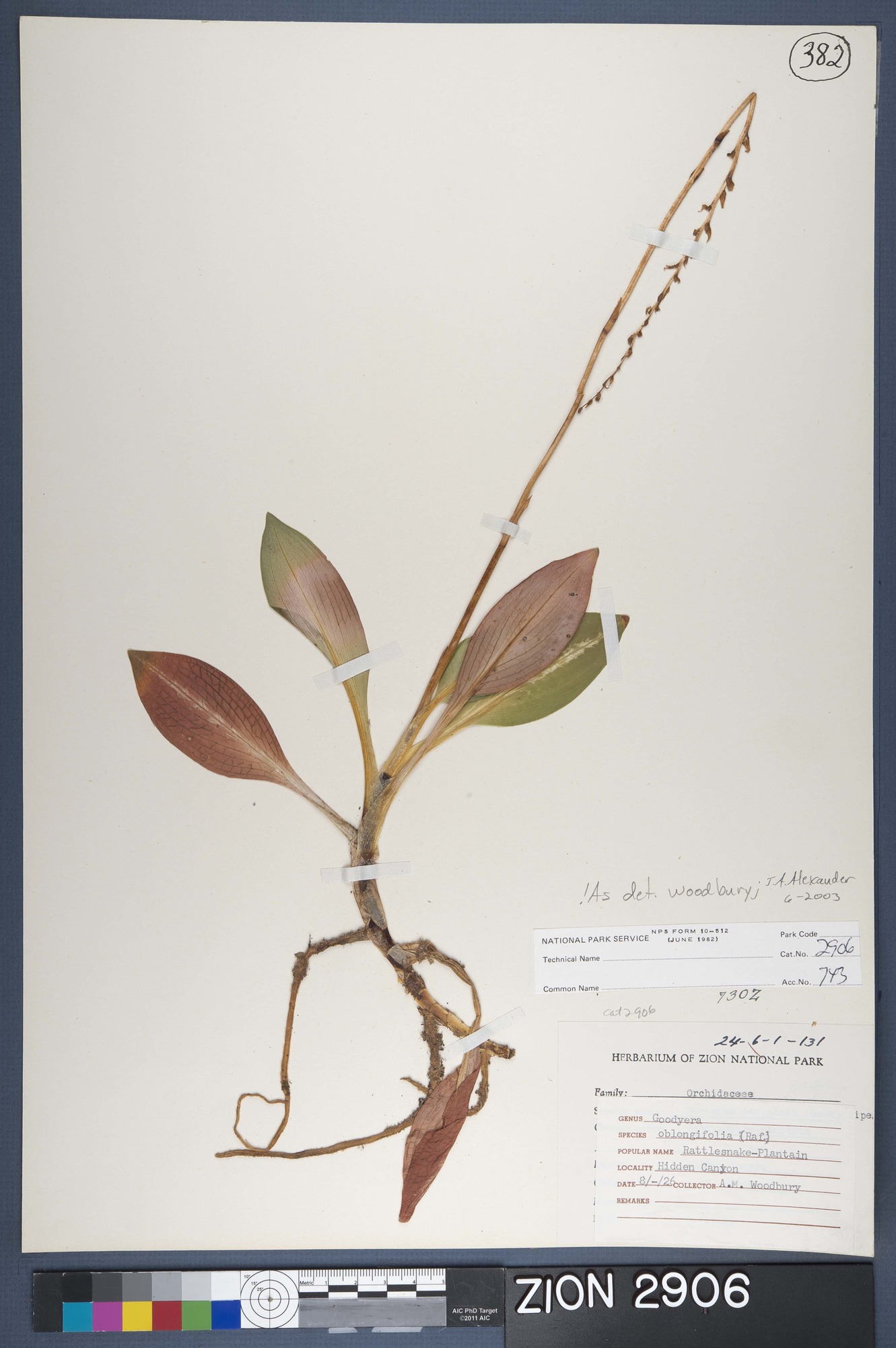 Herbarium Specimen Sheet 2906