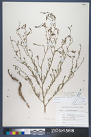 Herbarium Specimen Sheet 4368