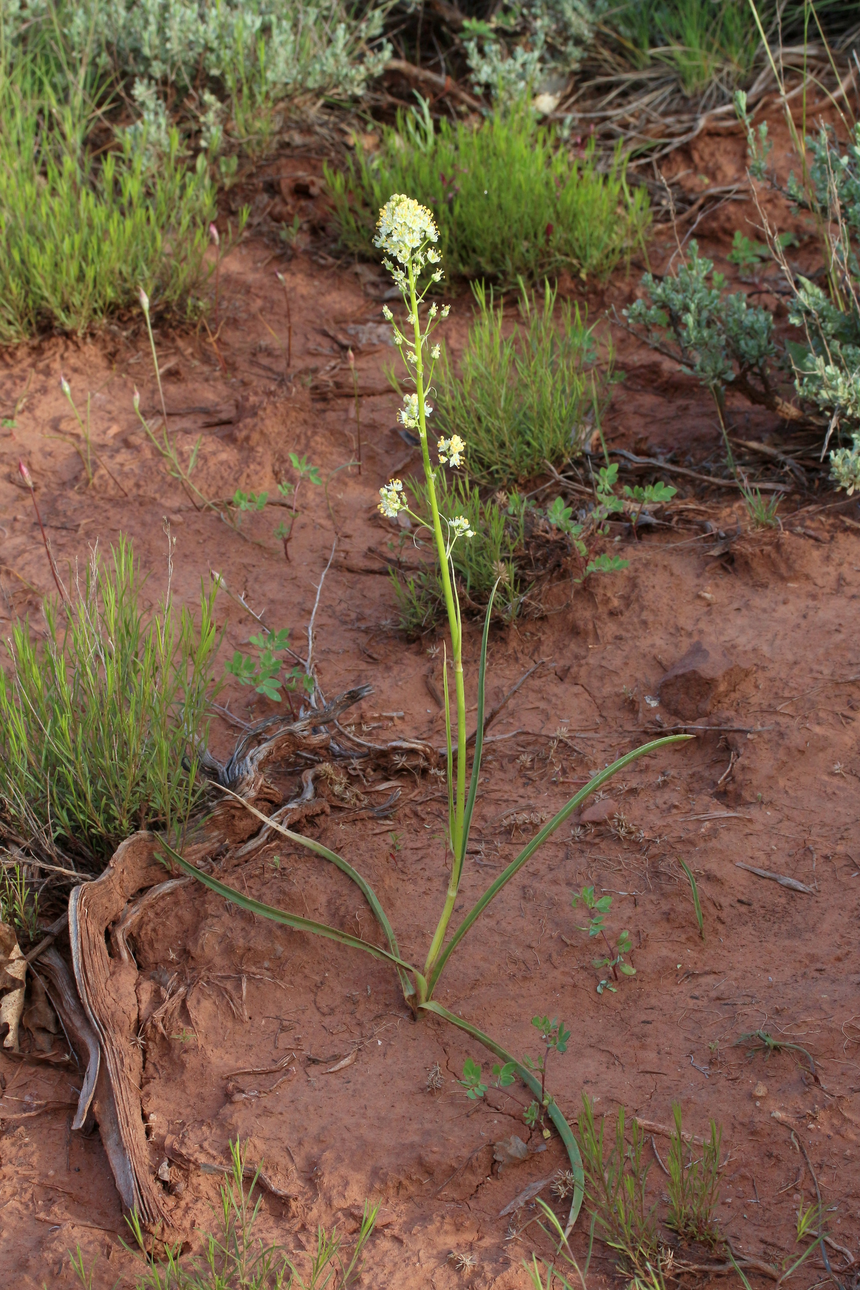 Zigadenus paniculatus, Foothills death camas