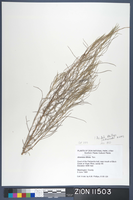 Herbarium Specimen Sheet 11503