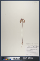 Herbarium Specimen Sheet 2826