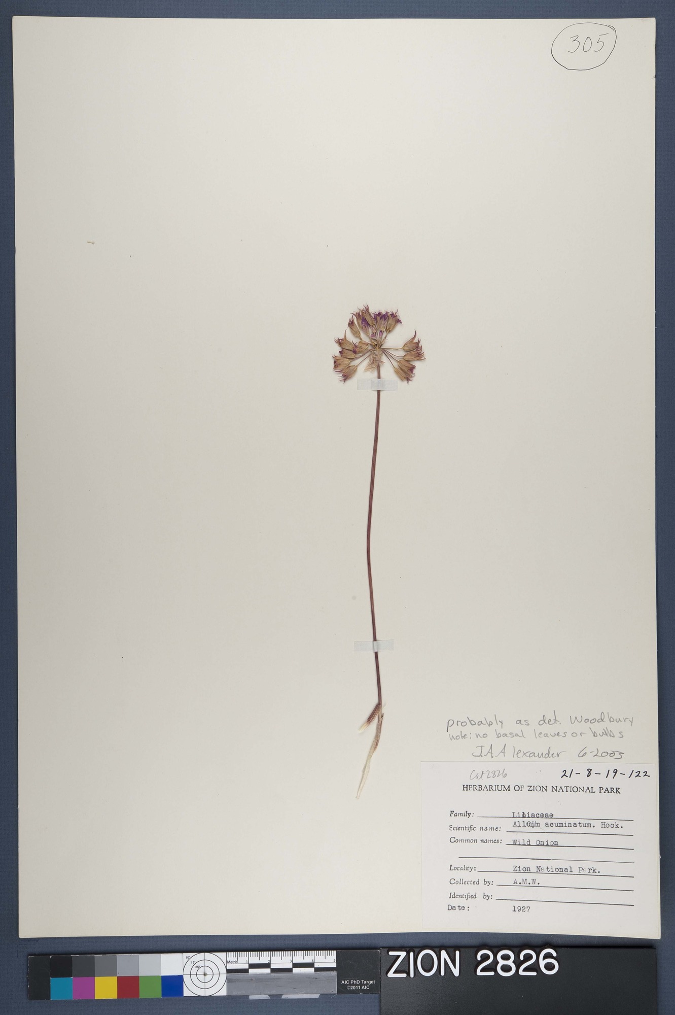 Herbarium Specimen Sheet 2826