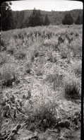 Overgrazed land at Corral Hollow - mullein and senecio.
