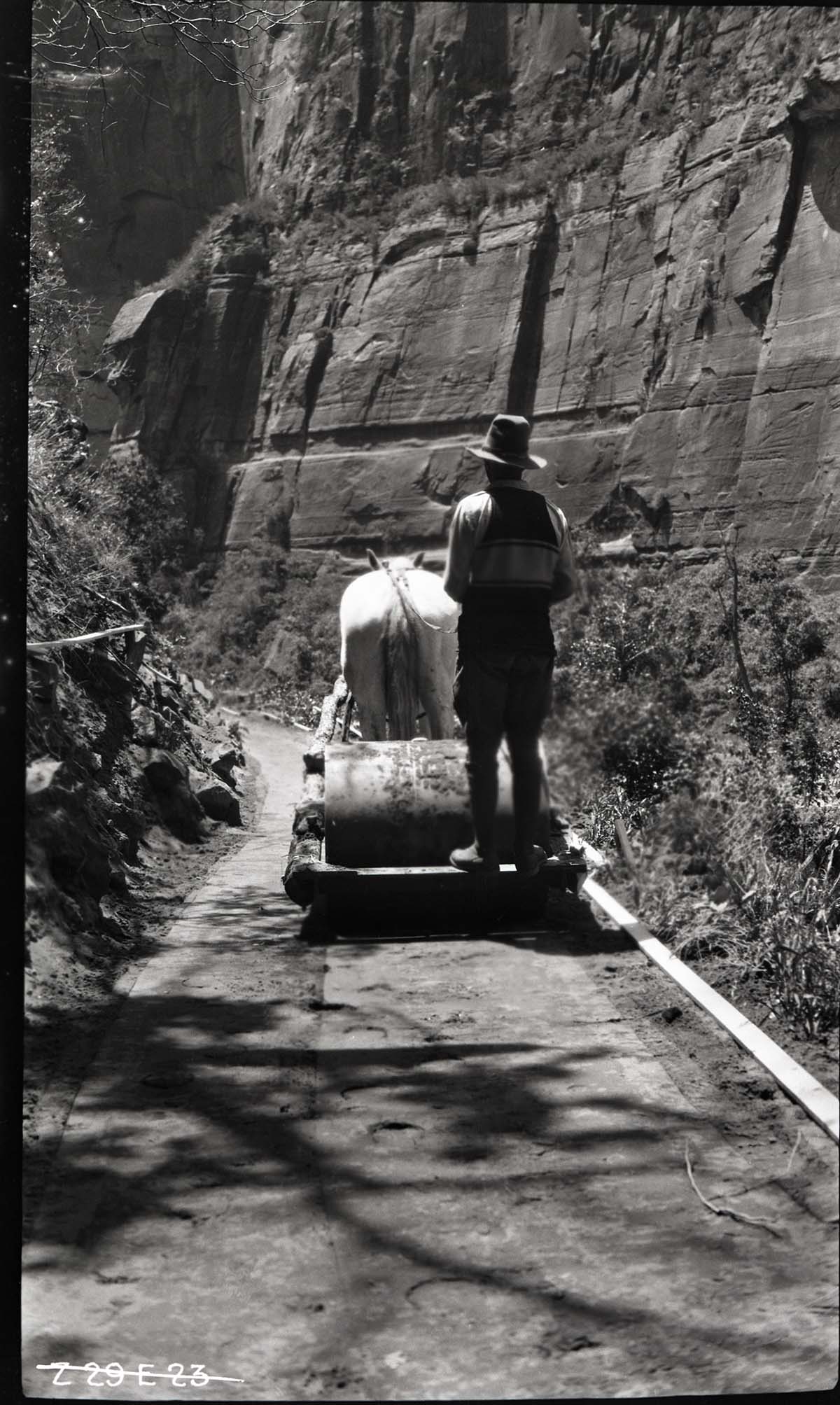 Narrows Trail construction, station 12-00, horsed-pulled roller.