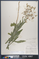 Herbarium Specimen Sheet 4867