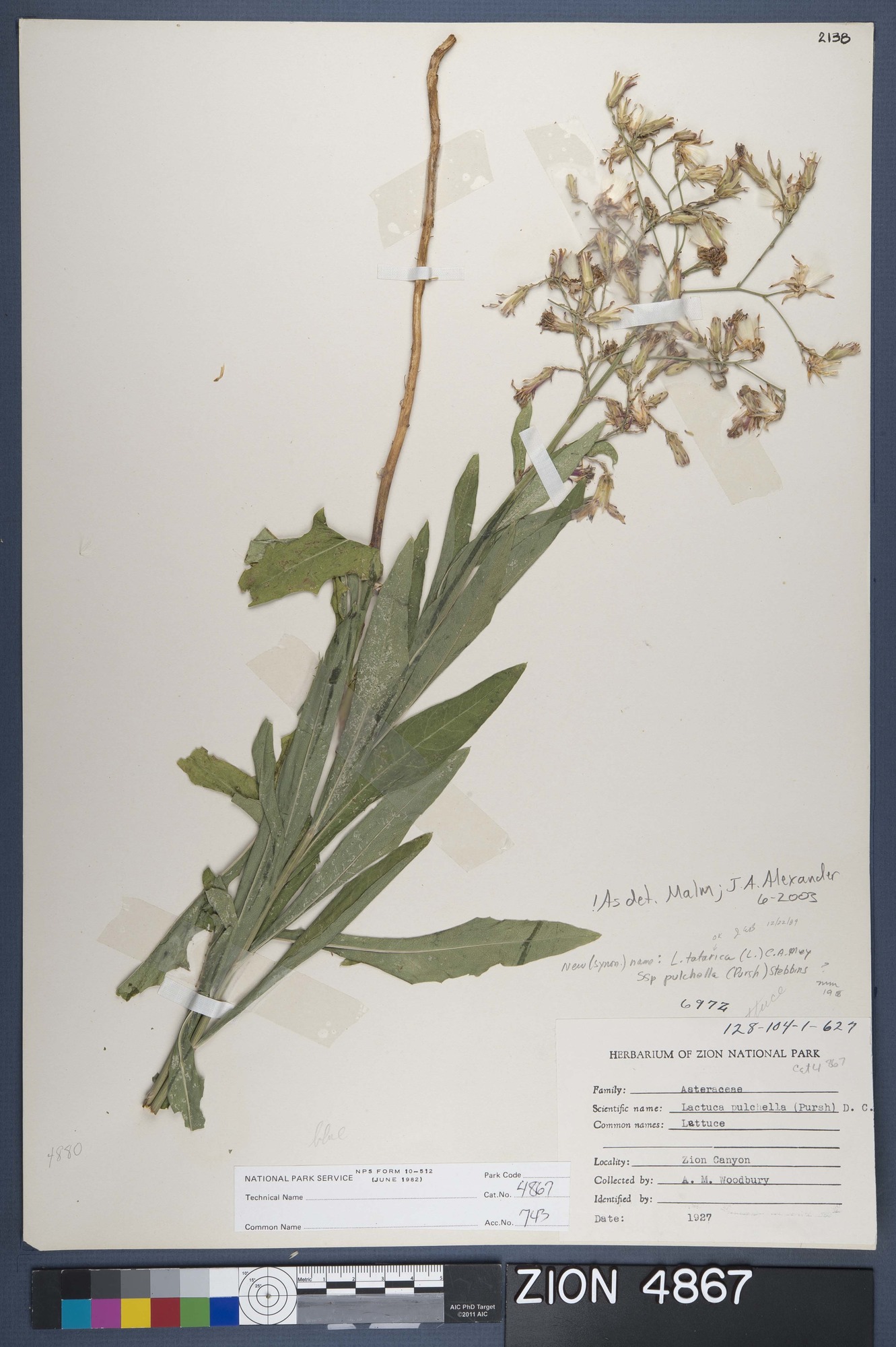 Herbarium Specimen Sheet 4867