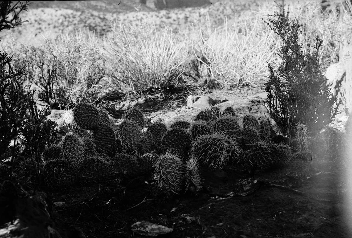Prickly pear cactus, Opuntia.