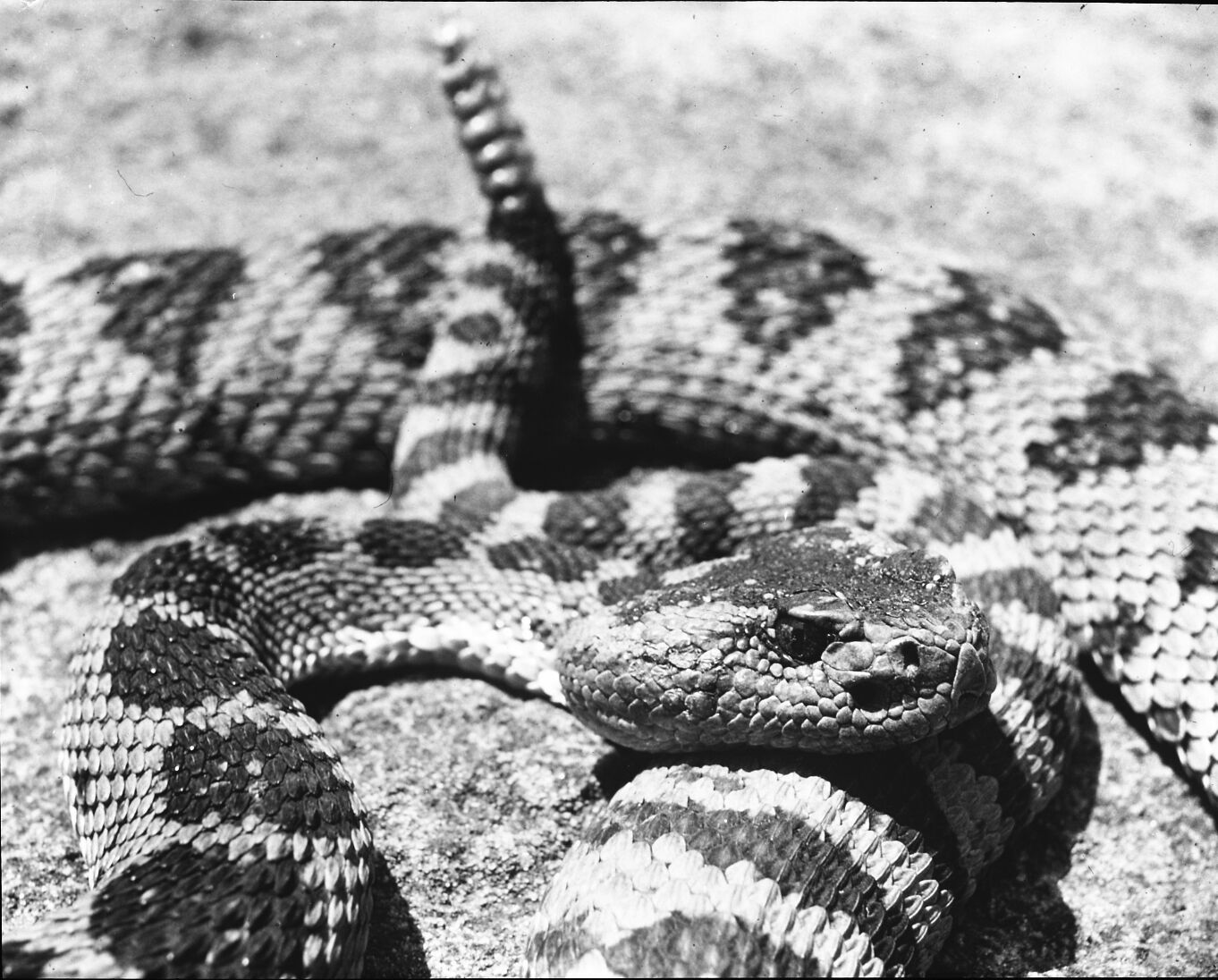 Close-up of Great Basin rattlesnake.