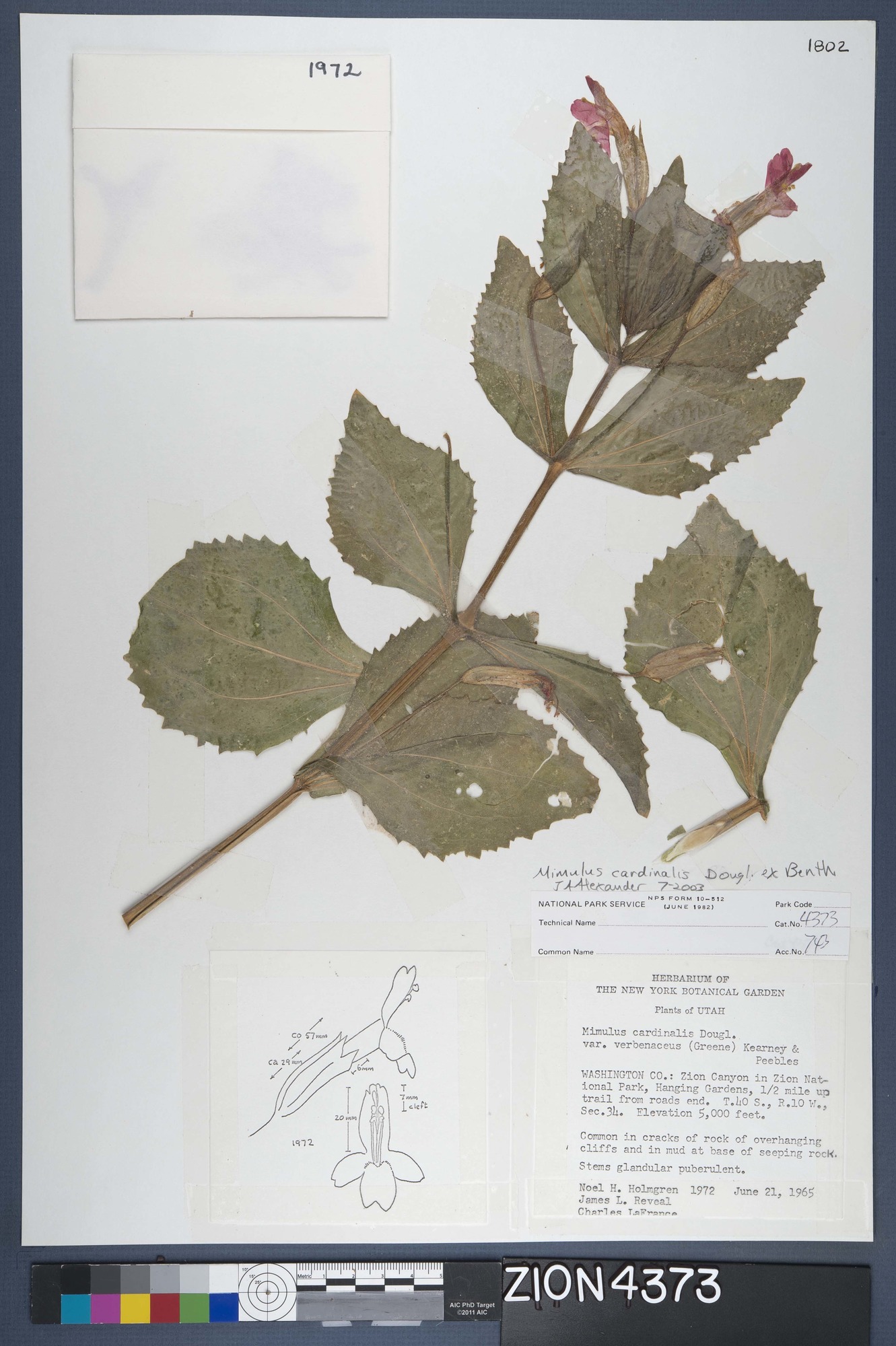 Herbarium Specimen Sheet 4373