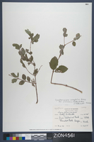 Herbarium Specimen Sheet 4561