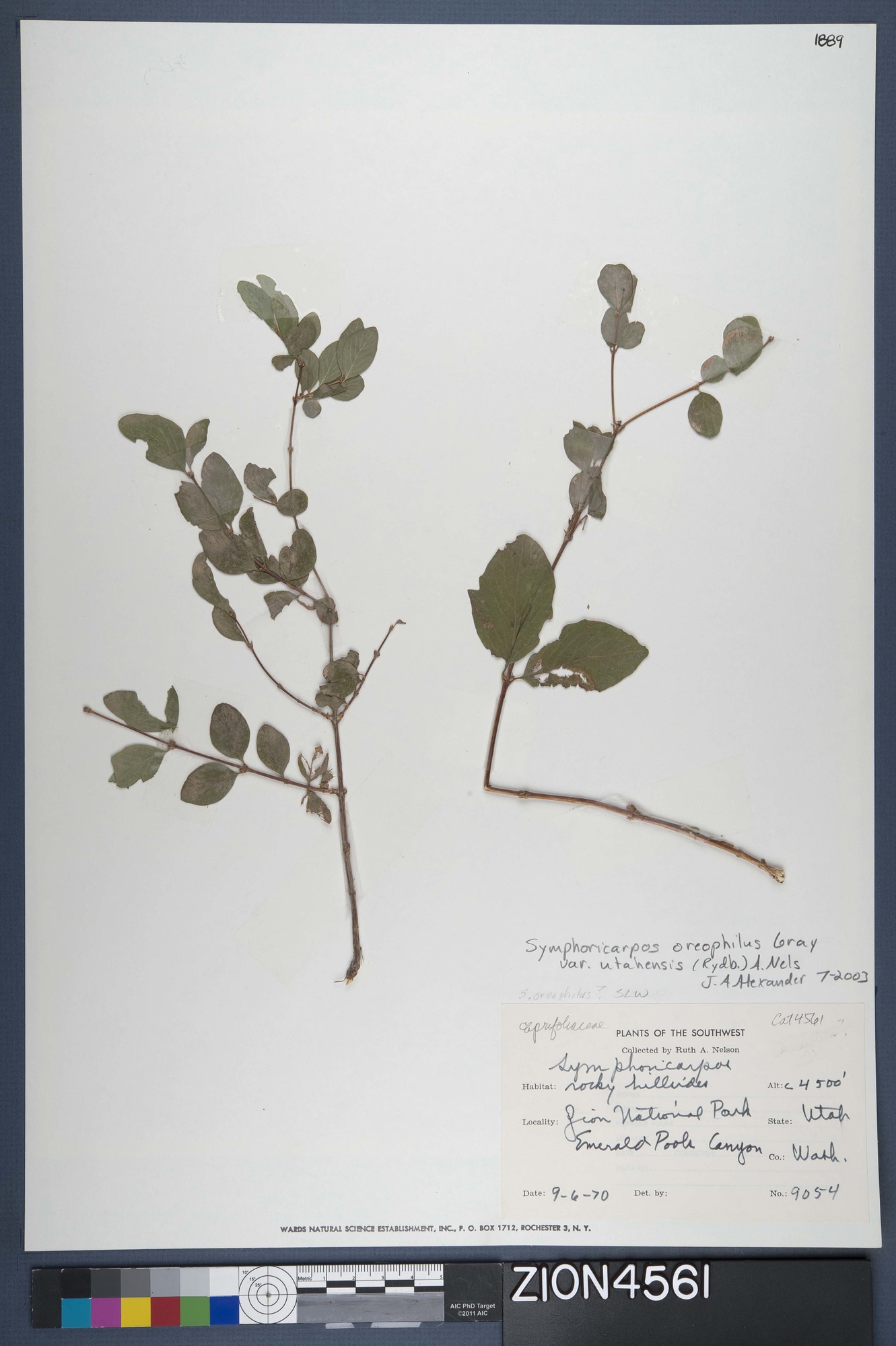 Herbarium Specimen Sheet 4561