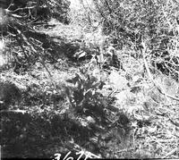 Cable Mountain headworks and remains of cable device.