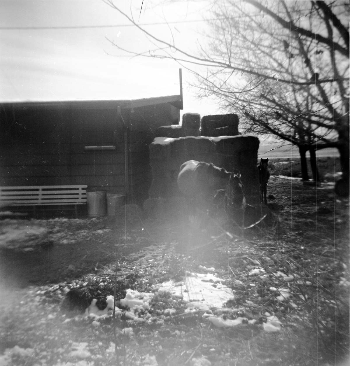 BW Photos of the horses and horse corral at Pipe Spring.