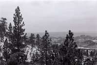 BW photo of the 1937 grazing study 35MM.