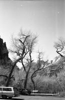 BW Photos of Zion Canyon. 35mm.