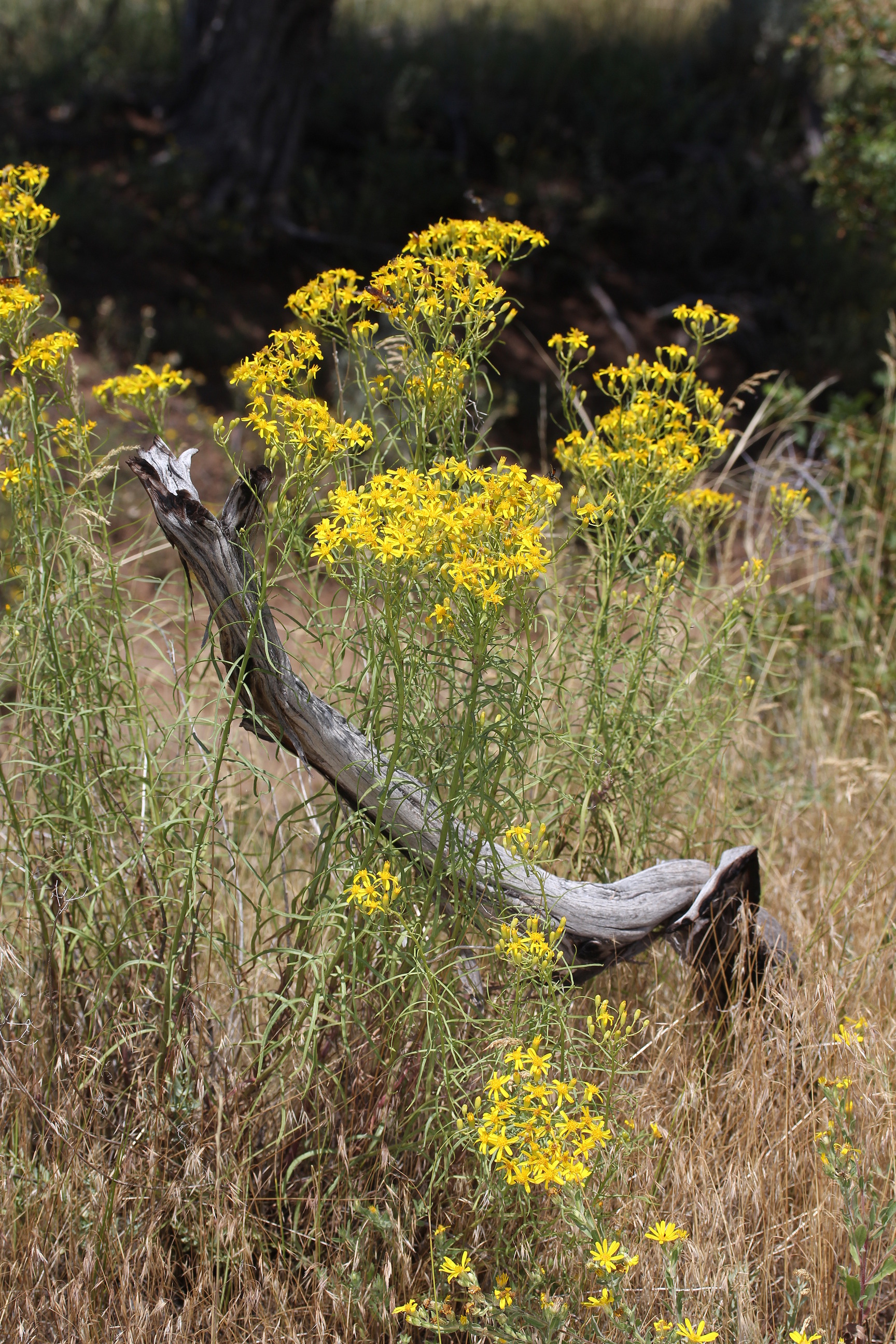 Senecio spartioides, Broom groundsel