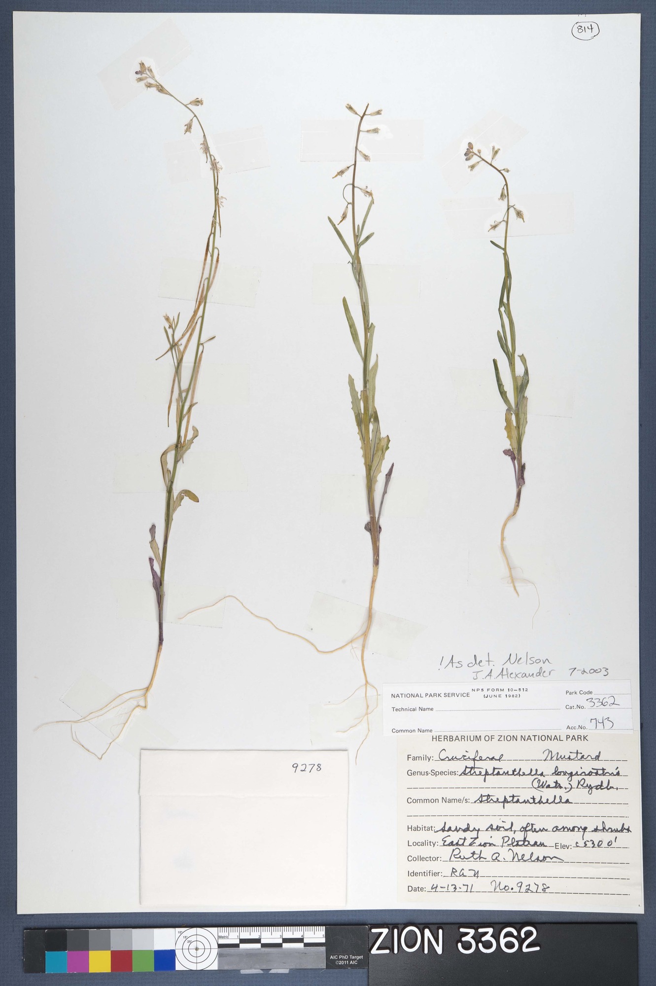 Herbarium Specimen Sheet 3362