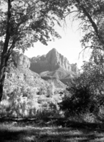 View of the Watchman framed by trees.