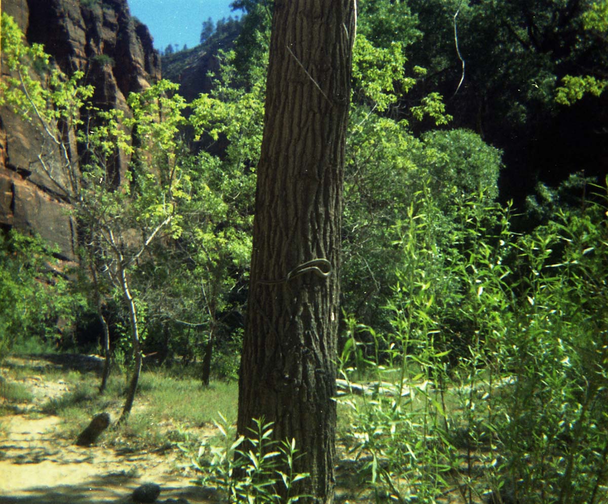 Color Photo of snake on tree.