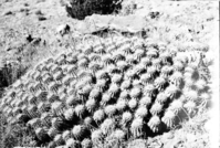 Large cluster of hedgehog cactus, Echinocereus.