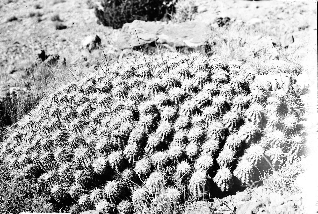 Large cluster of hedgehog cactus, Echinocereus.