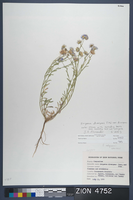 Herbarium Specimen Sheet 4752