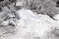 BW photo of the 1937 grazing study 35MM.