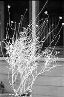 Complete specimen with flowers, branches, and leaves of Encelia.