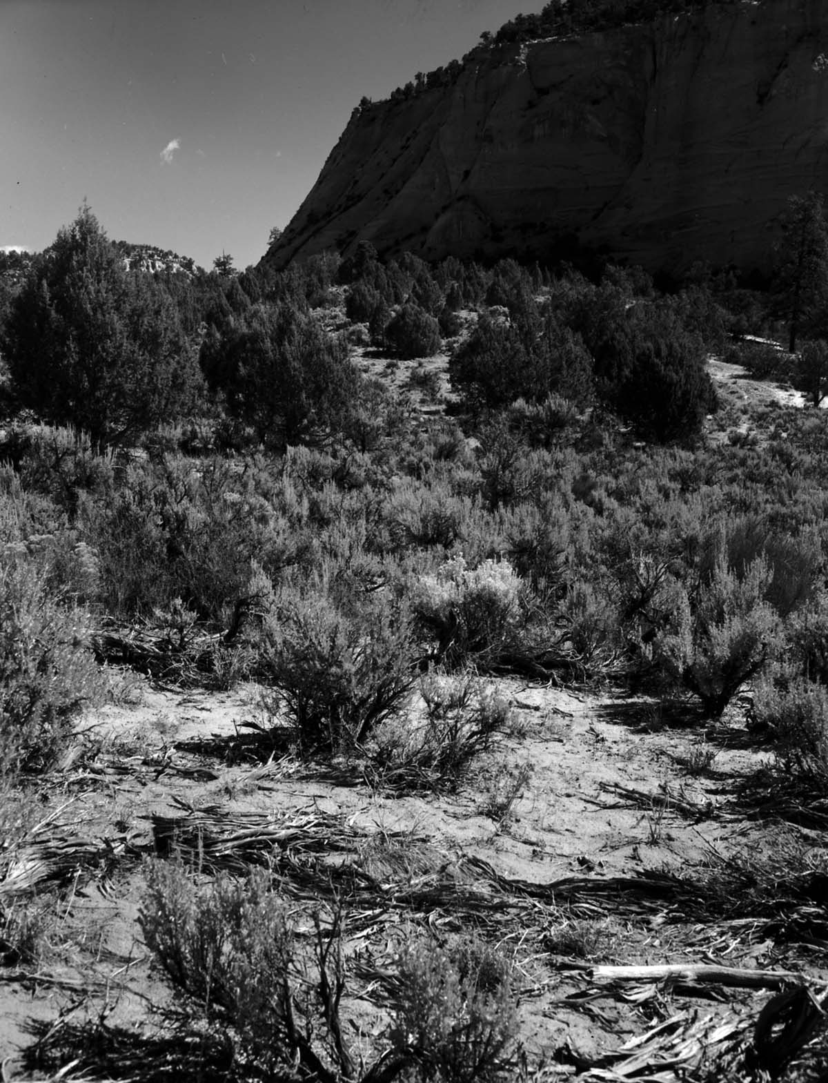 A pinyon-juniper forest (foreground). Exhibit 21-P-2.