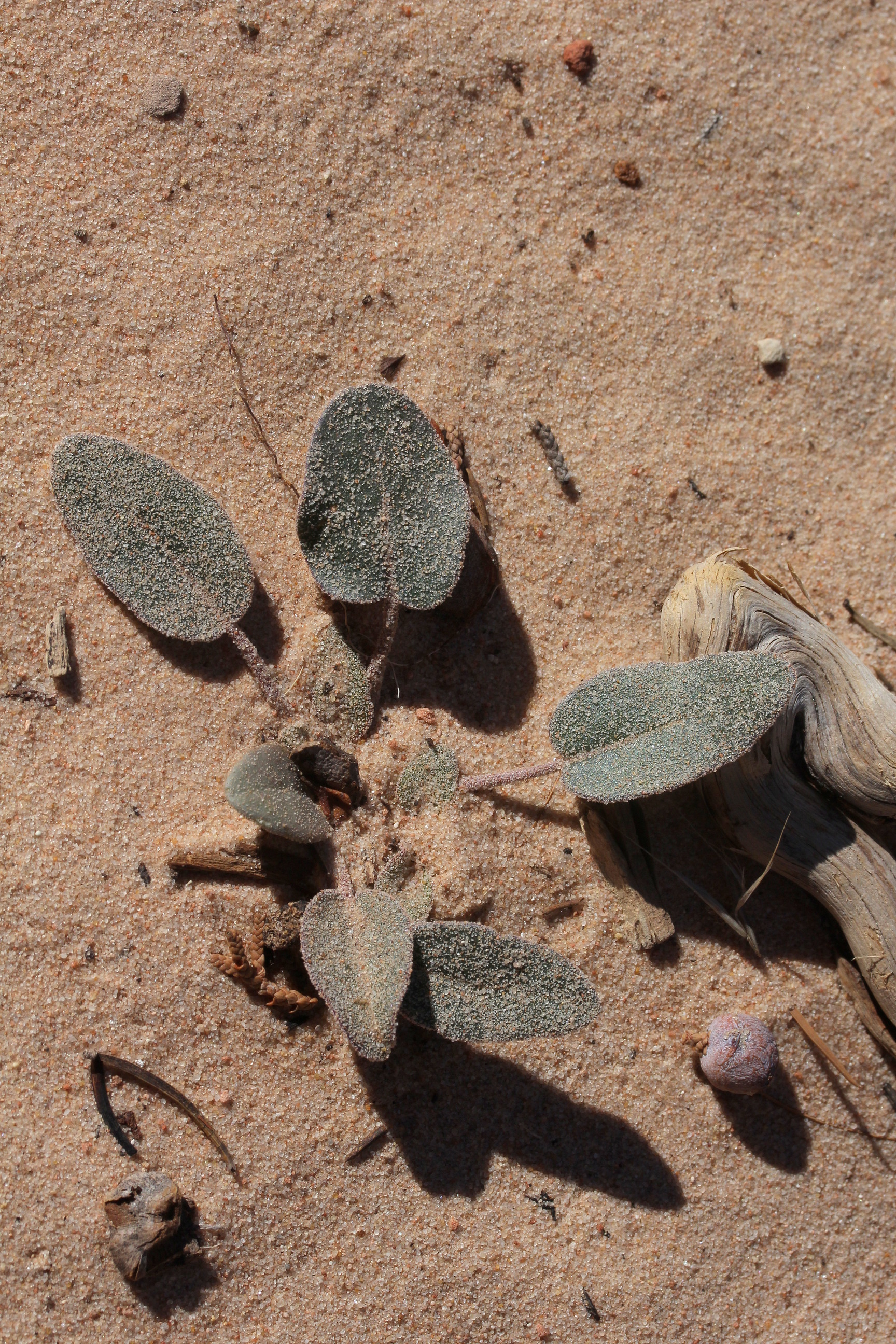Abronia fragrans, Fragrant sand verbena