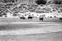 BW photo of the 1937 grazing study 35MM. Cows grazing in Hop Valley.