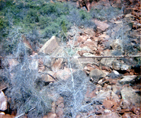 The construction of the Wiley Spring water pipeline.