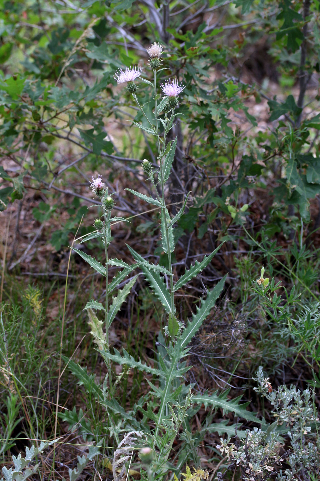 Cirsium wheeleri, Wheeler's thistle