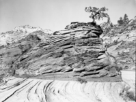 Cross bedded sandstone hoodoo and pine tree.