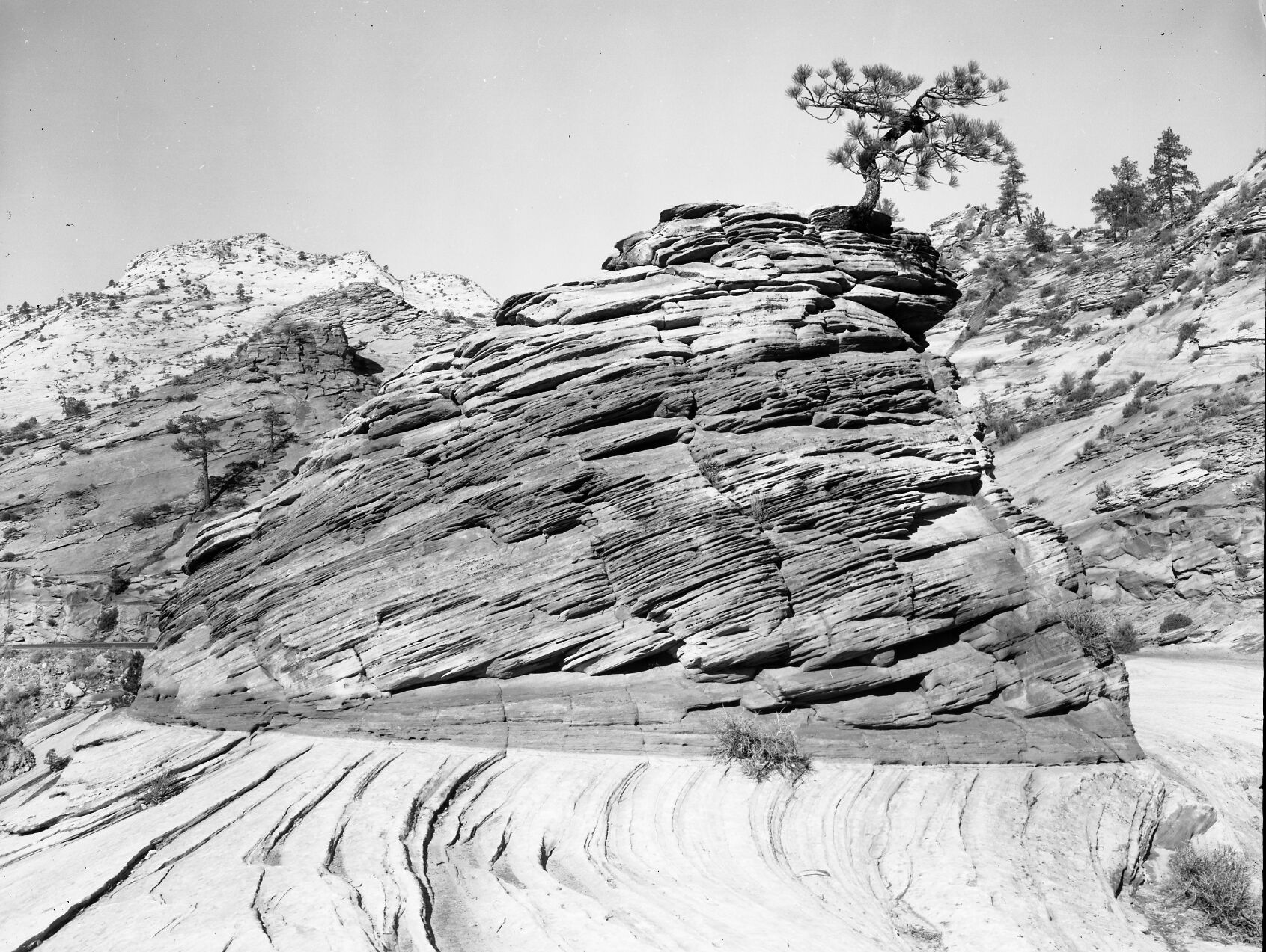 Cross bedded sandstone hoodoo and pine tree.