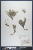 Herbarium Specimen Sheet 4119